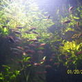 aquarium 006