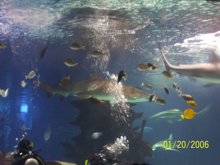 aquarium 023