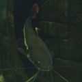 aquarium_066.jpg