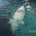aquarium 076