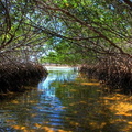 mangrovemaze.jpg