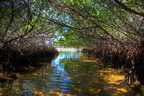 mangrovemaze